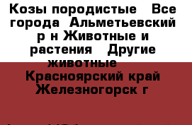 Козы породистые - Все города, Альметьевский р-н Животные и растения » Другие животные   . Красноярский край,Железногорск г.